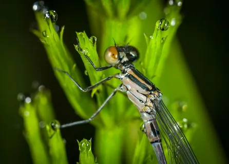 露珠环绕的豆娘静谧时刻
