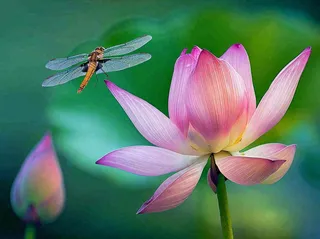 夏至荷花荷叶蜻蜓立上头绿色立夏大暑处暑摄影图