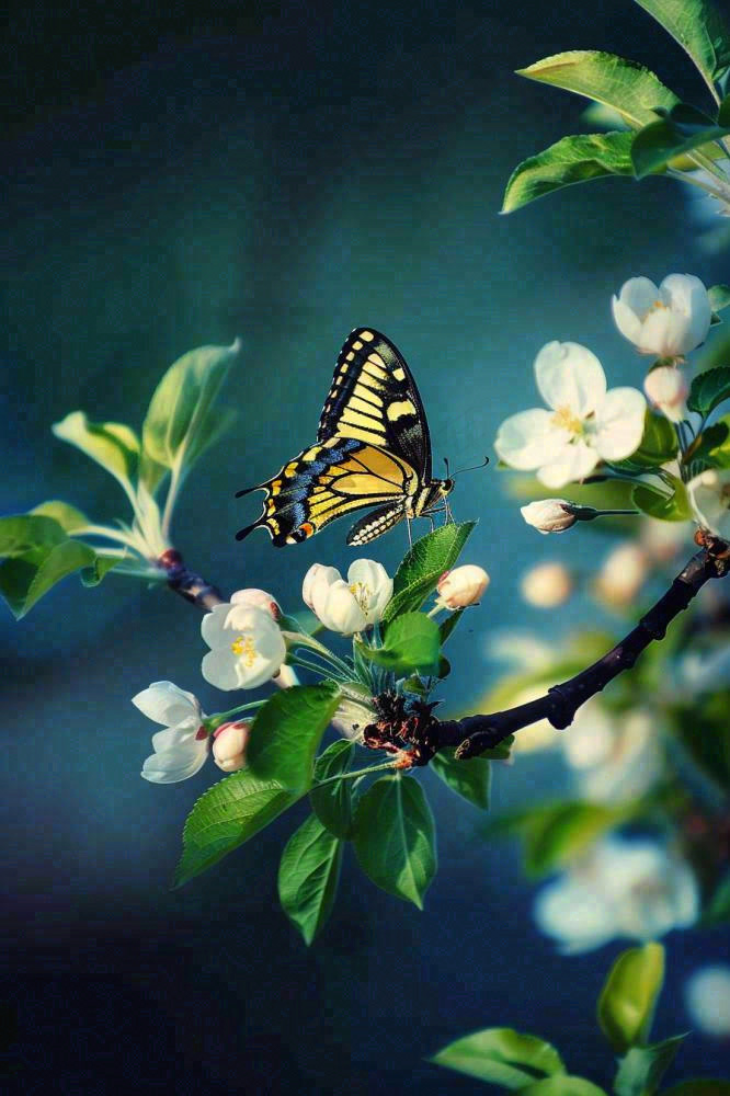 白花树枝上的蝴蝶春天万物生长立春惊蛰春分寒露摄影图