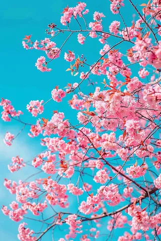 春日樱花花朵摄影图