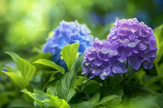 蓝紫绣球花鲜花摄影图