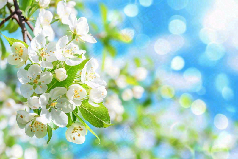 立春白花梨花花朵春意蓝天背景春分惊蛰摄影图(1344x896)