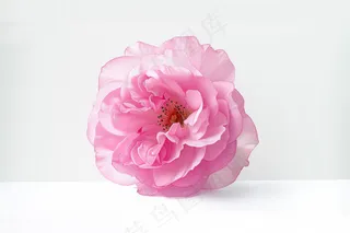 春日樱花花朵摄影图