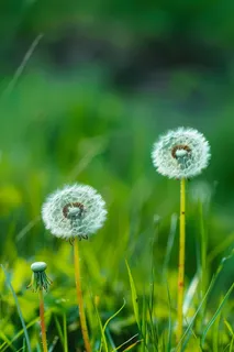 蒲公英植物春天摄影图