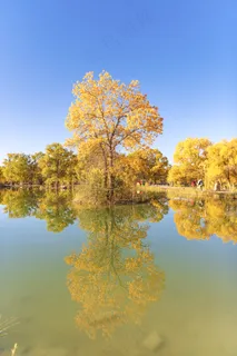 胡杨林图片 胡杨林图片