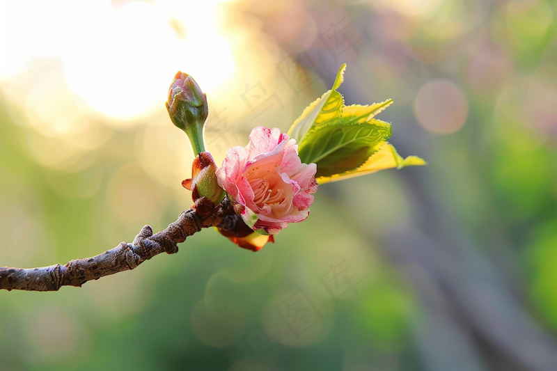 春日樱花花朵摄影图(4032x2688)
