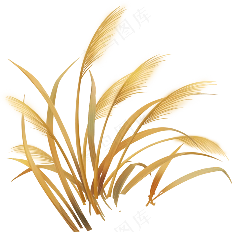 芦苇手绘 拷贝