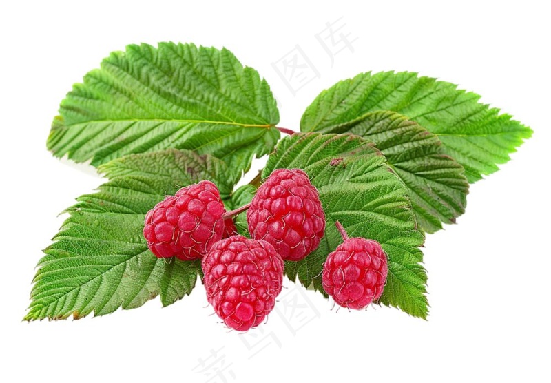 树莓水果摄影图免抠