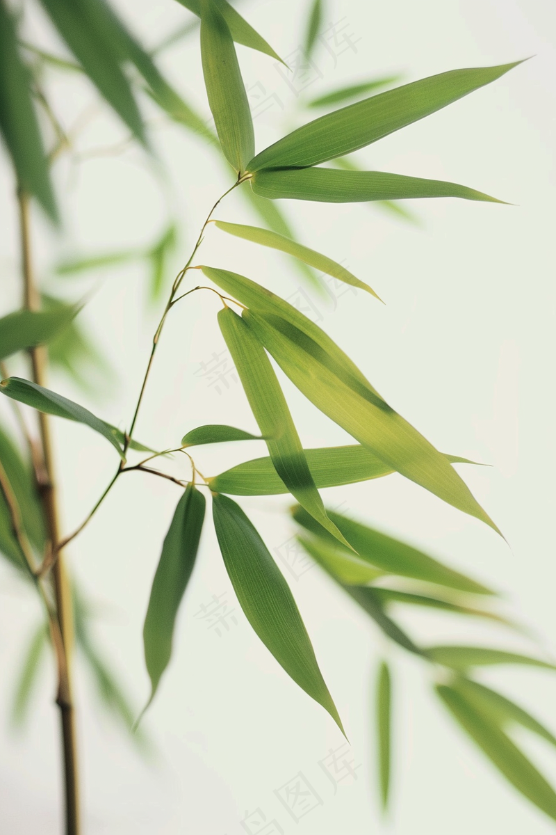 春夏竹林绿色清凉摄影图(2688x4032)