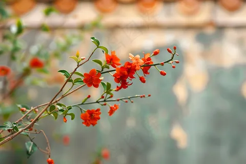 宫墙上的红花树枝摄影图
