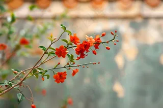 宫墙上的红花树枝摄影图