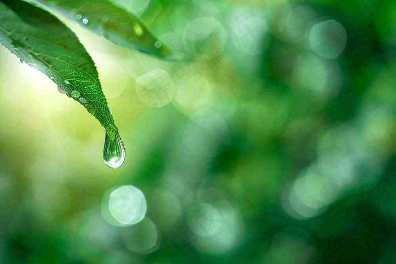 绿叶上挂着露珠水滴绿色立春雨水寒露摄影图(1344x896)
