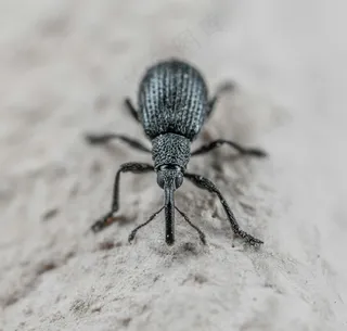 细节显微镜下的昆虫探索