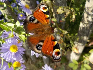 五彩斑斓的蝴蝶停留在紫色花朵上
