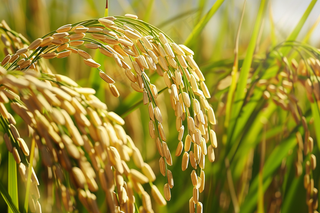 水稻稻穗农田种植生长摄影图