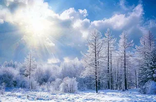 冬天白雪覆盖的森林阳光照射大自然雪景大雪小雪冬至摄影图