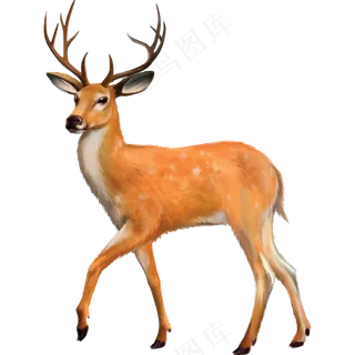 免抠黄色的斑点小鹿