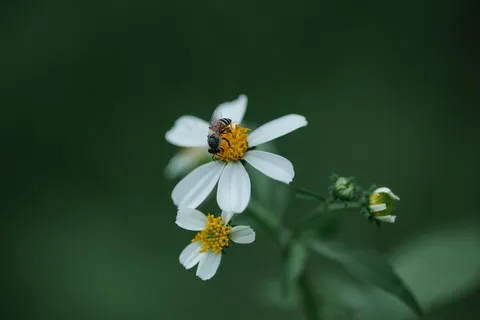 秘密花园中的勤劳小蜜蜂 秘密花园中的勤劳小蜜蜂