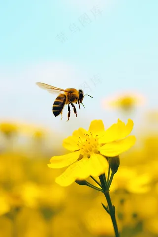 春天黄花蜜蜂采蜜油菜花摄影图