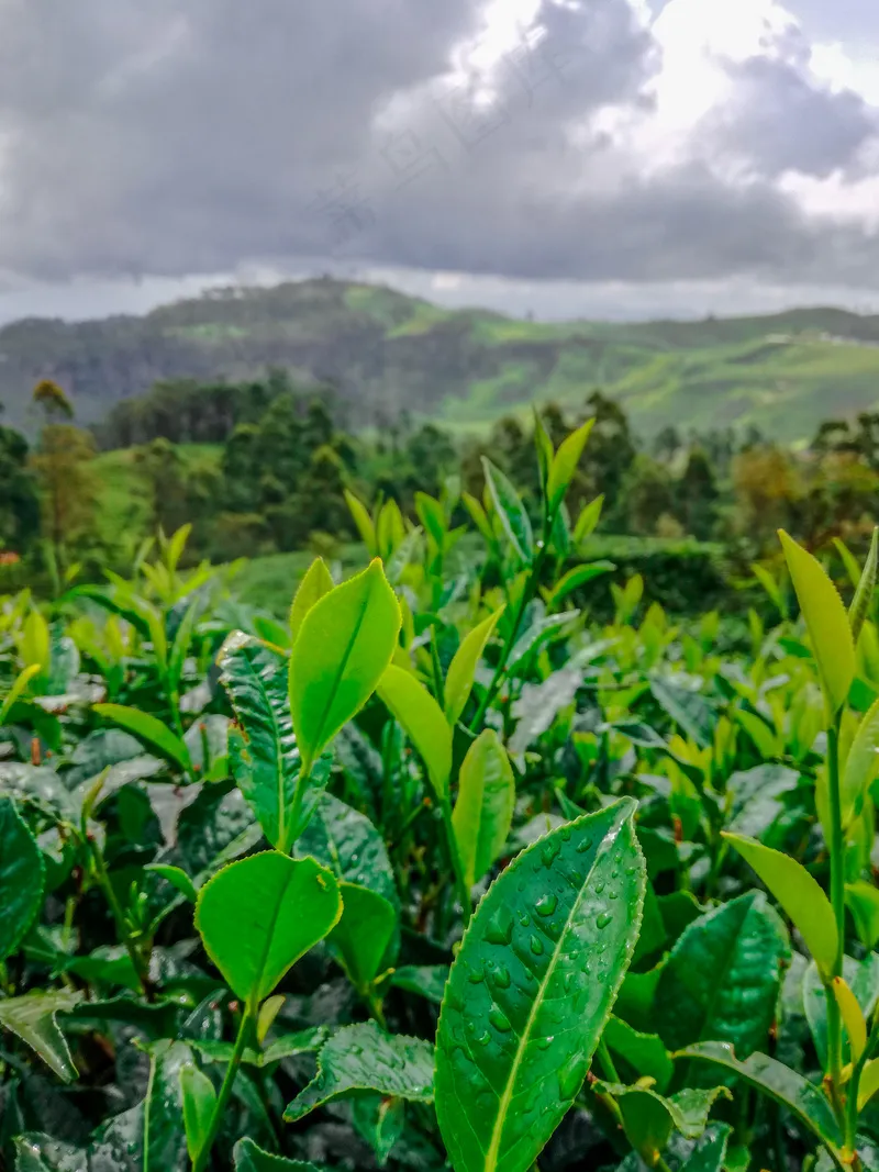 户外茶园茶叶