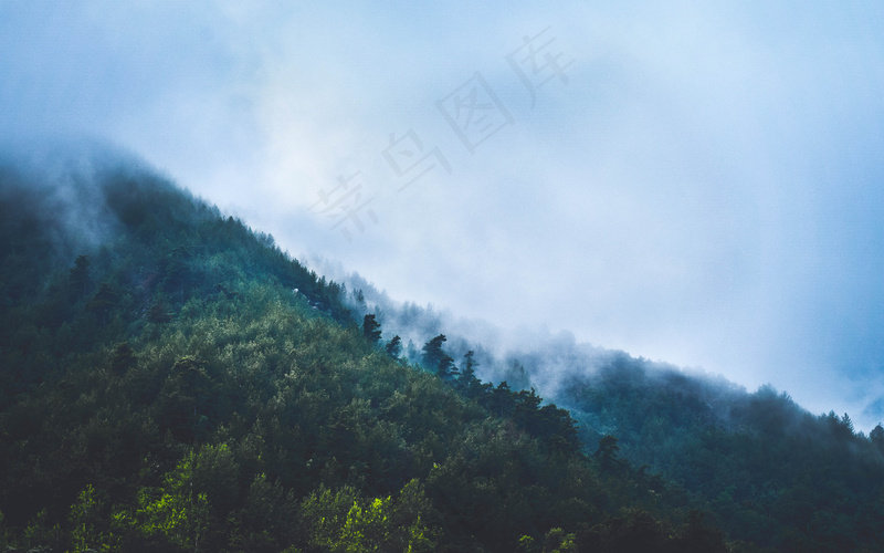 云雾森林图片