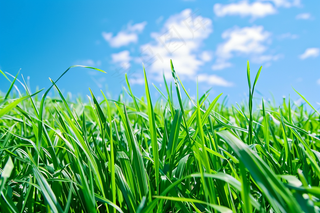 水稻禾苗小满芒种摄影图