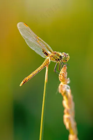 蜻蜓植物枝干昆虫摄影图