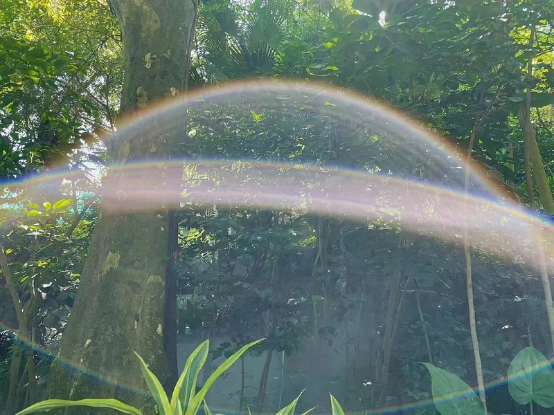 树林中彩虹缭绕