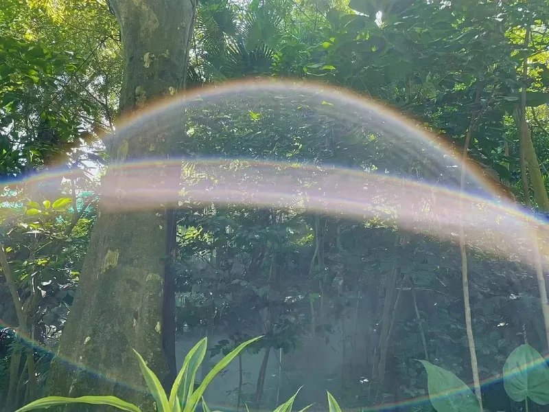 树林中彩虹缭绕