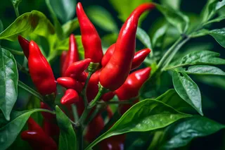红辣椒种植蔬菜摄影图