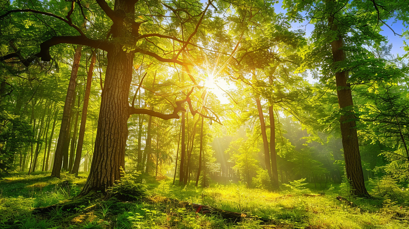 山林森林阳光绿色大自然风景摄影图