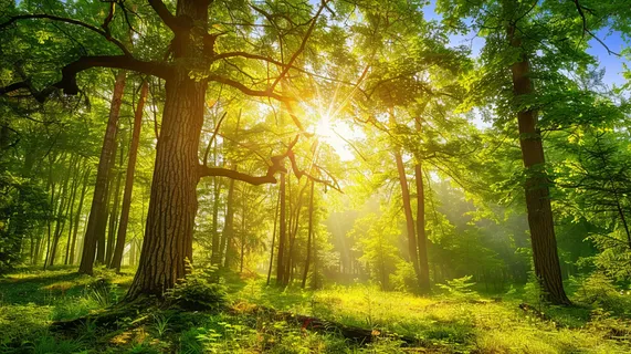 山林森林阳光绿色大自然风景摄影图