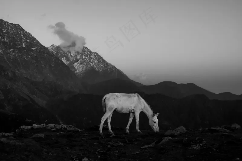 高清动物图片 (18)