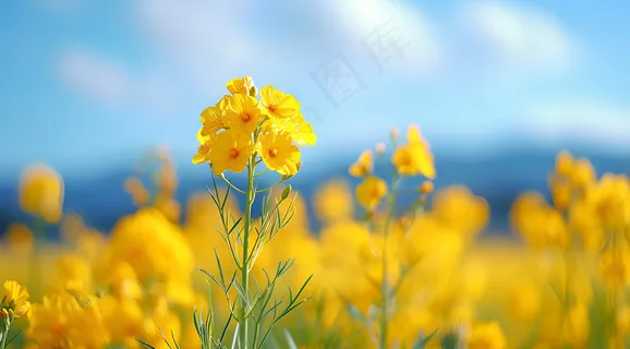 油菜花花朵 油菜花花朵