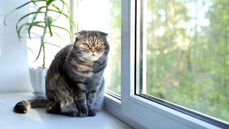 可爱猫咪摄影