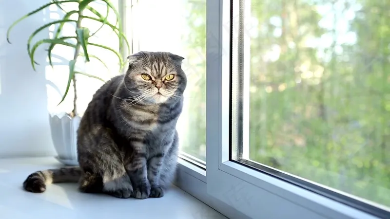 可爱猫咪摄影