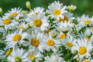 白色小雏菊花丛植物摄影图