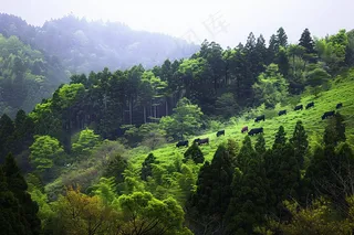 森林深处山林摄影图