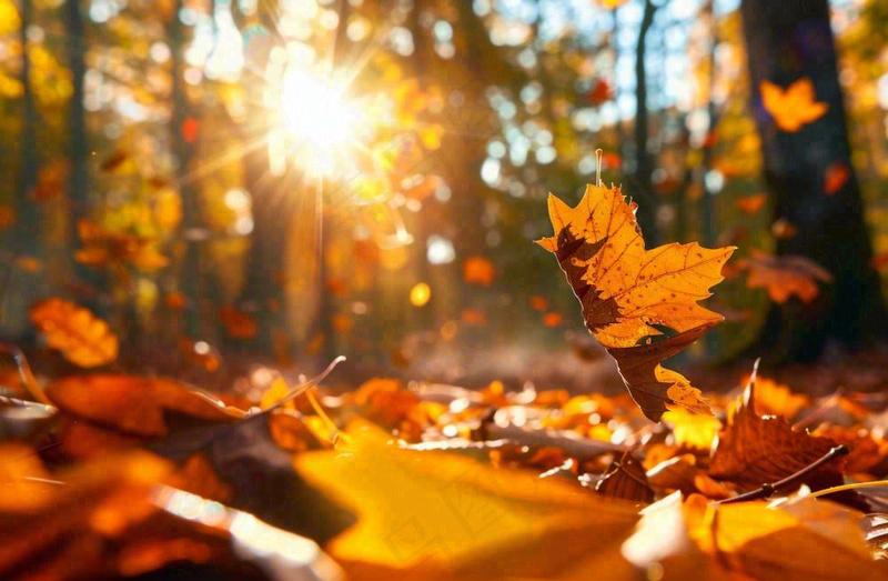 秋天森林的落叶金黄阳光透过树叶温暖秋分立秋处暑摄影图