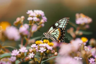 蝴蝶春天花丛蝶恋花摄影图