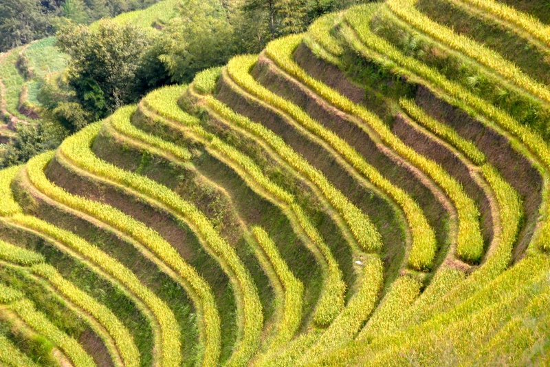 稻田稻穗图片