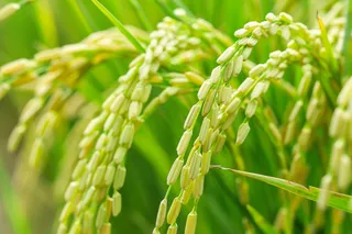 水稻农田种植粮食稻穗摄影图