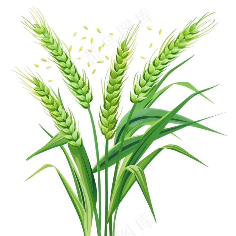 绿色小麦麦穗芒种小满卡通插画免抠
