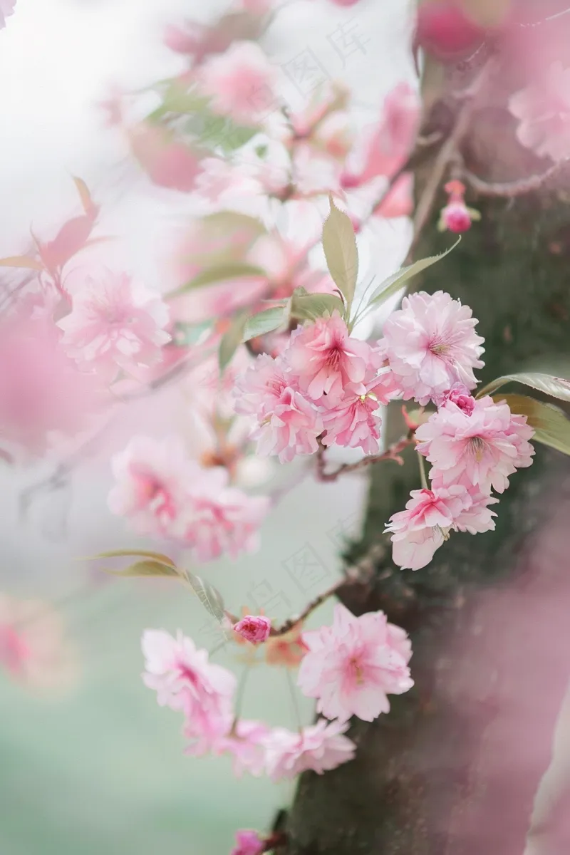 春日樱花花朵摄影图(2688x4032)