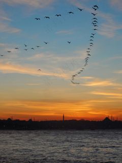 橙霞映照归途的候鸟