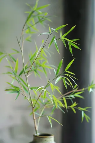 绿色竹叶插瓶室内淡雅摄影图