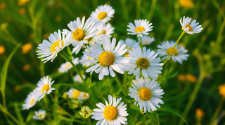 白色小雏菊花丛植物摄影图