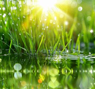 雨天草地上的积水绿叶上挂着水滴春天春分雨水谷雨摄影图