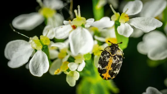 午夜花园里的斑纹甲虫 午夜花园里的斑纹甲虫