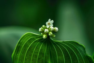 铃兰花植物花朵摄影图